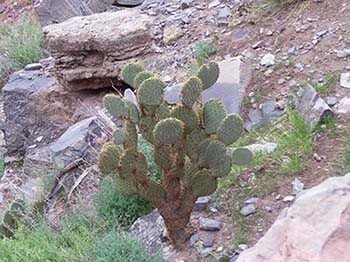 Picture of a cactus on the Grand Canyon